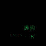 Spooky Night - Woven Label Pack - 8 PACK